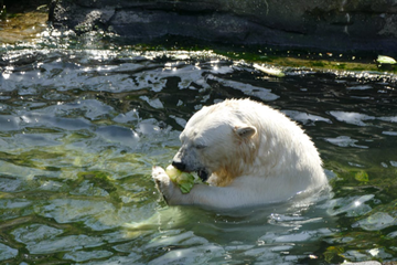 Im Zoo haben die SchülerInnen tolle Tiere gesehen.