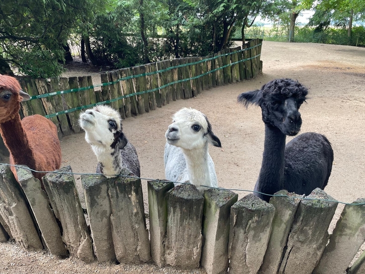 Besuch im Essehof