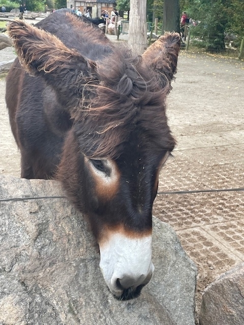 Tiere auf dem Essehof