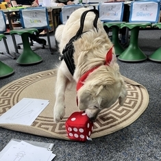 Unser Schulhund Skylar unterrichtet mit den Schülerinnen und Schülern